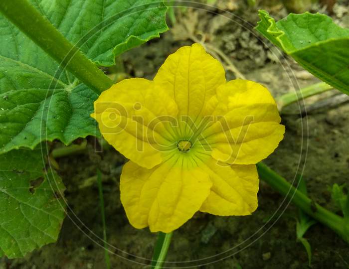 Sponge Gourd flower in garden - Luffa cylindrica