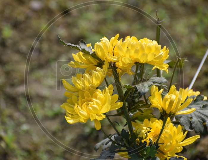 Close Up Picture Of Kerria Japonica, Also Known As The Japanese Marigold Bush Or Miracle Marigold Bush In The Northern New England Area And As Yamabuki In Japan.