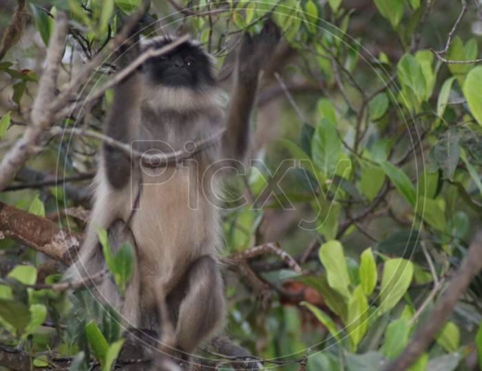 Monkeys are stealing food at Mahabaleshwar
