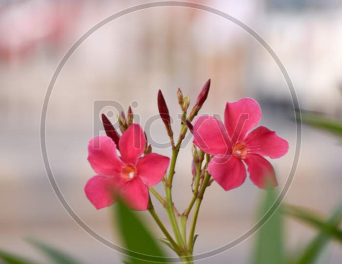 Close Up Shot Of Nerium Oleander Is One Of The Most Poisonous Plants To Humans Known. Selective Focus.