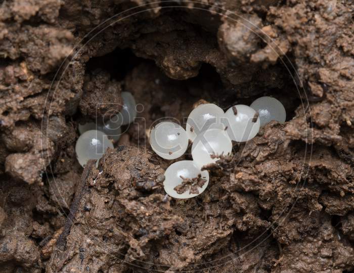 Small White Eggs Of Slug (Mariaella Dussumier)