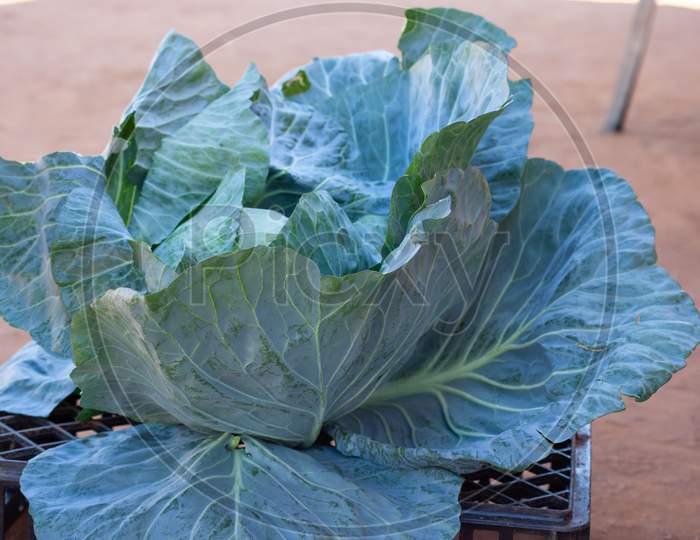 A Fresh Ripe Cabbage Head. Close Up Macro