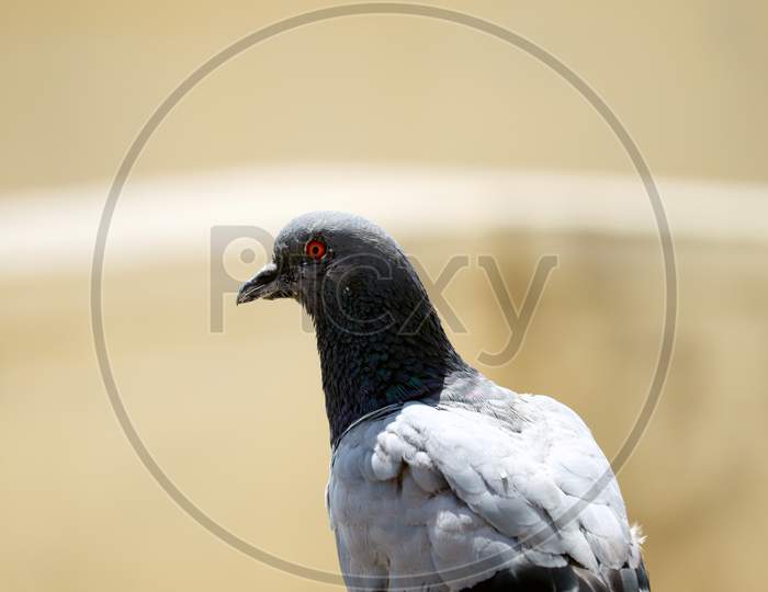 Isolated Pigeon Closeup With Blur Background