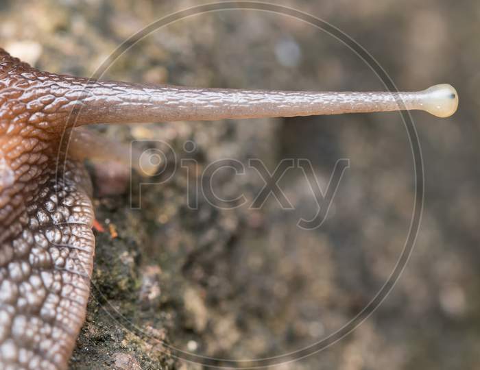 Closeup Anatomy Of Eye And Eyestalk Of African Giant Snail (Achatina Fulica)