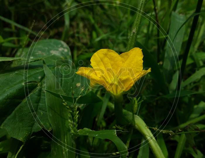 Sponge Gourd flower in garden - Luffa cylindrica.Selective focus
