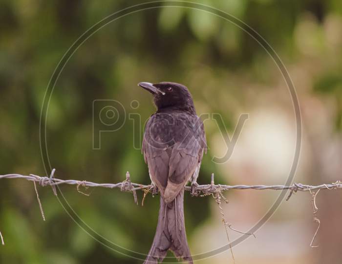 black Dongo on a fence