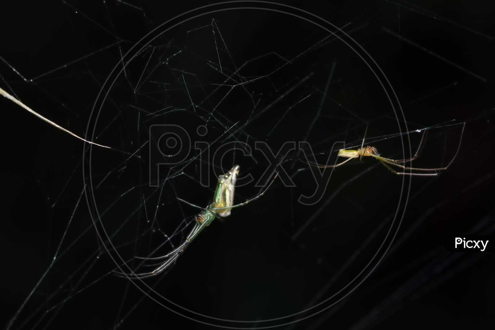Male And Female Spider Of Decorated Orb Weaver Spider (Lecauge Decorata) Tetragnathadae