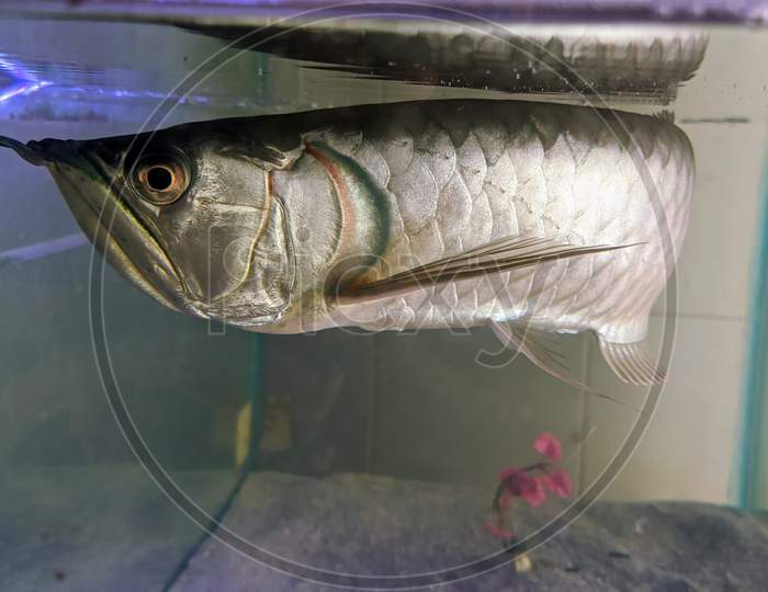 Silver arowana fish