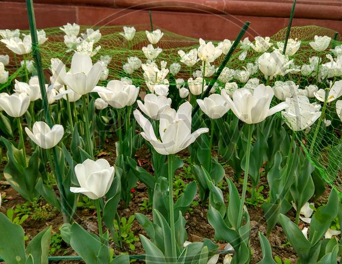 Many White Colored Tulip Flowers In A Garden