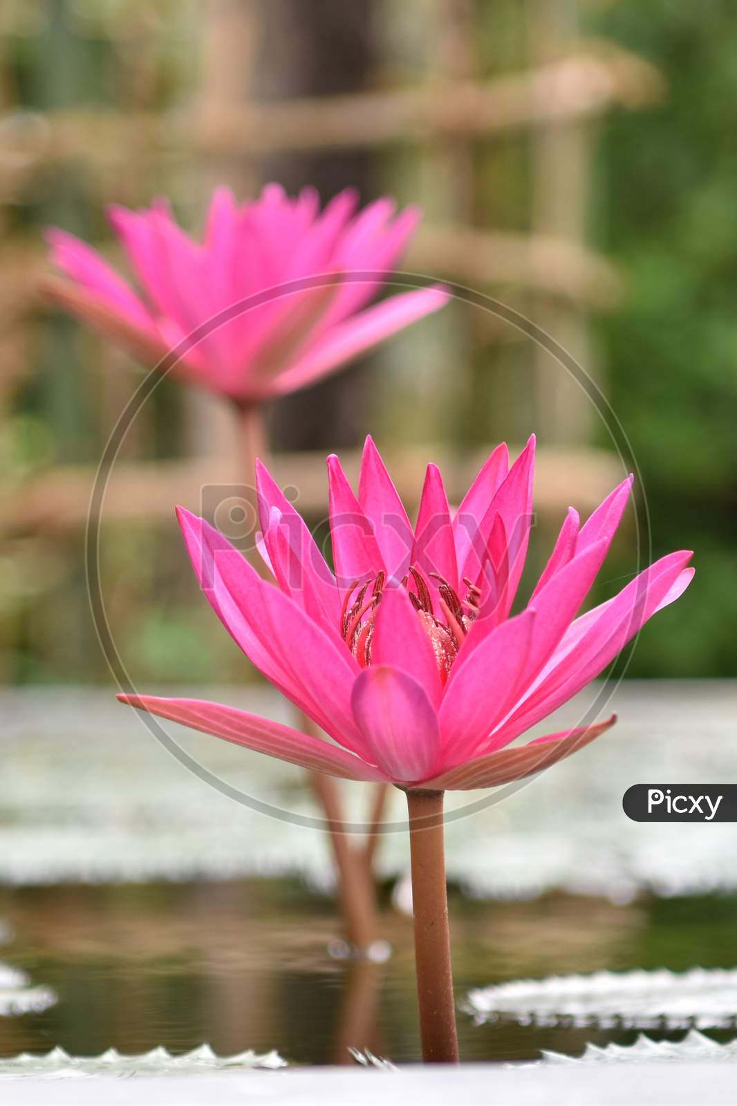 Closeup Picture Of Pink Lily Flower Blossom On Blue Water And Green Leaves Background, Beautiful Purple Waterlily In Bloom On Pond, One Lotus Flower Floating On Water Surface On Sunny Summer Day