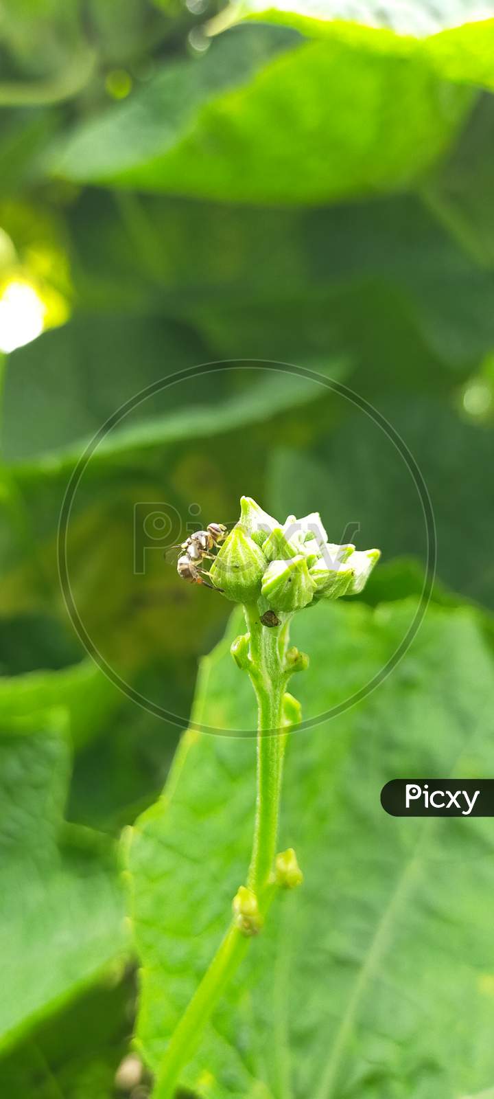 Insect on flower buds photography of insect and flower buds