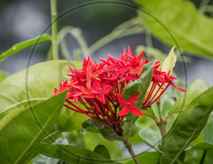 Rongon Or Ixora Coccinea Is A Species Of Flowering Plant In The Rubiaceae Family. It Is A Common Flowering Shrub Native To Southern India, Bangladesh, And Sri Lanka