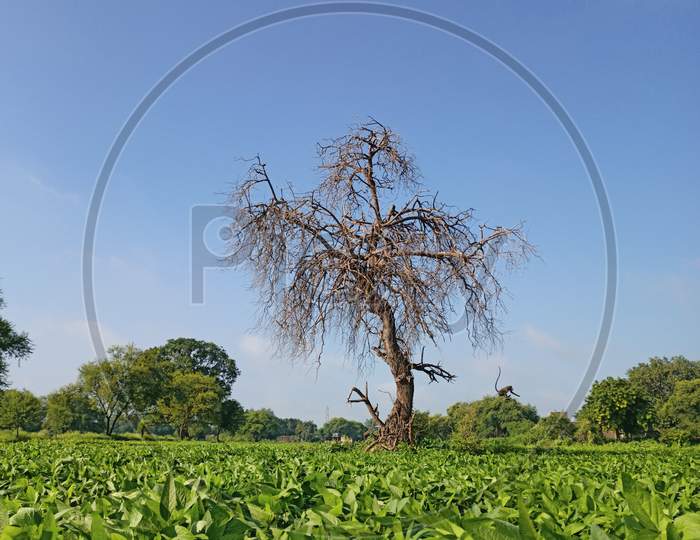 Dry tree in a field