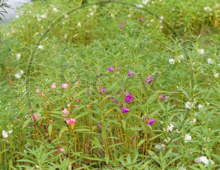 Garden Of Dopati Flower Or Mpatiens Balsamina, Commonly Known As Balsam, Garden Balsam, Rose Balsam.