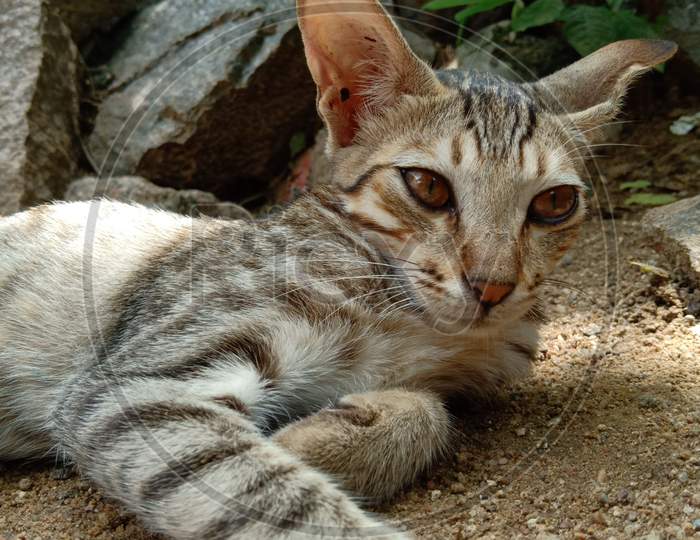 Tiger cat