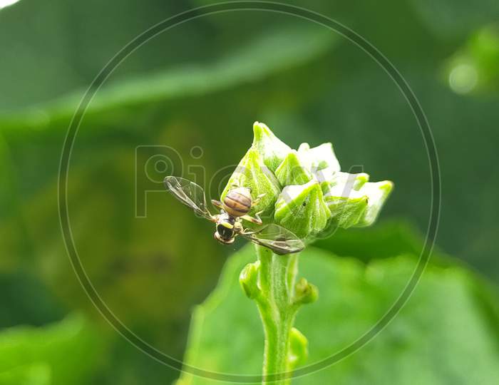 Insect on flower buds