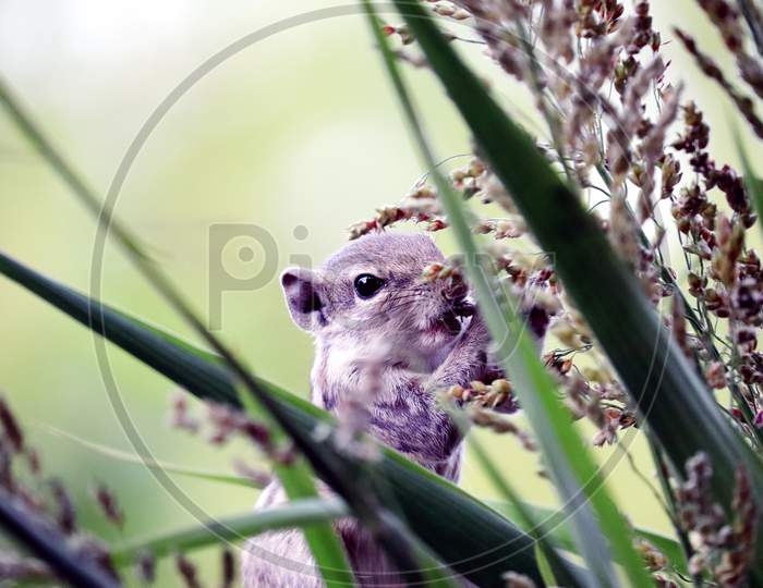 Squirrel Is Holding Grain And Eating Grain