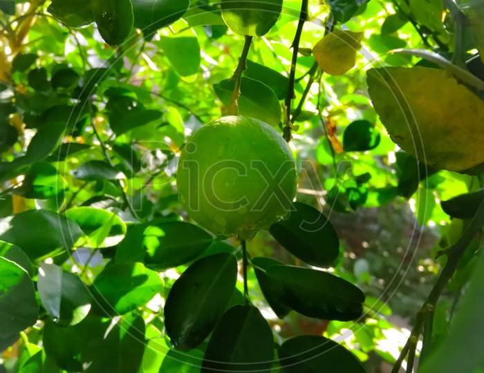 Image of a lemon fruit on a lemon tree
