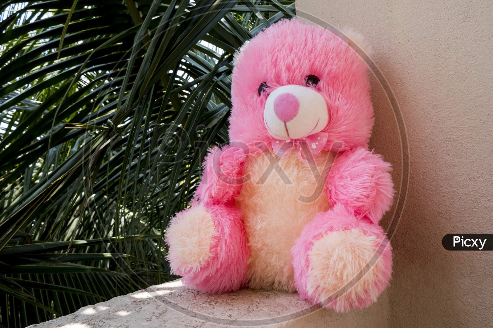 Close Shot Of Pink Teddy Bear Soft Toy Isolated On Wall