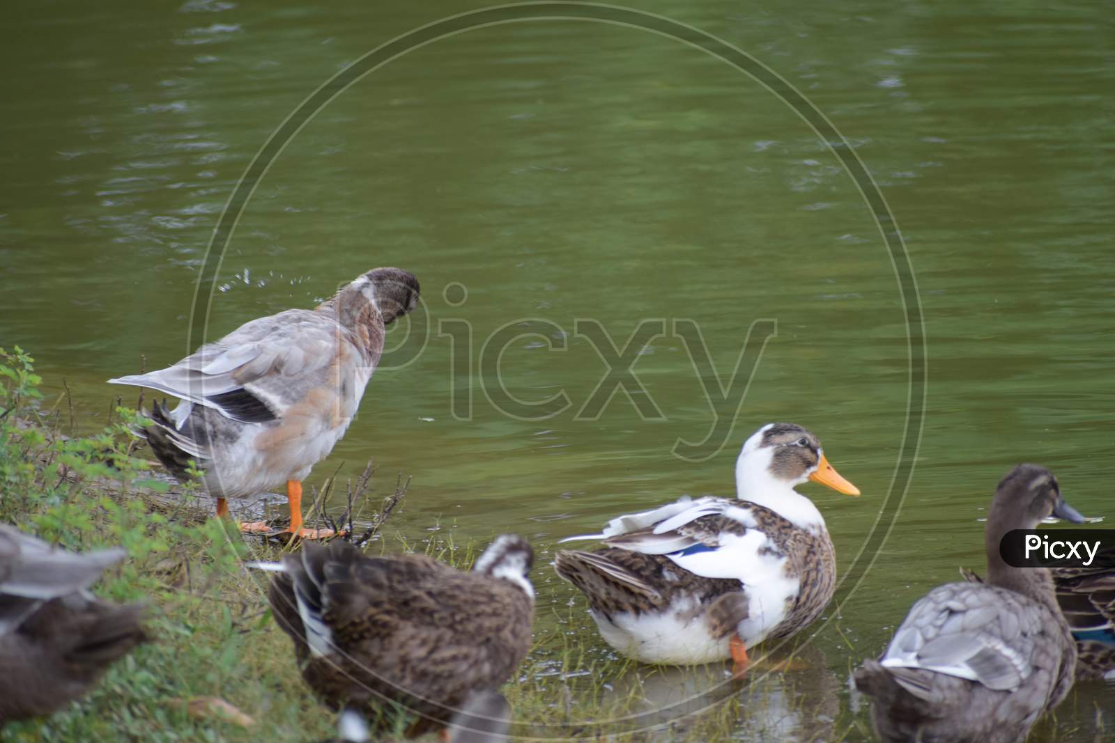Picture Of Duck Is The Common Name For A Large Number Of Species In The Waterfowl Family Anatidae Which Also Includes Swans And Geese, Swimming In A Pond.