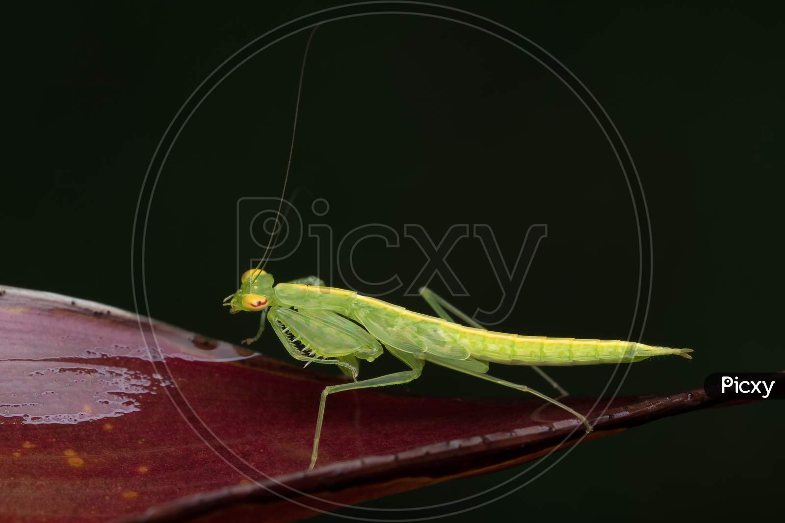 Green Translucent Mantis (Tripidomantis Tenera) Iridopterygidae Sitting On An Ornamental Plant Leaf