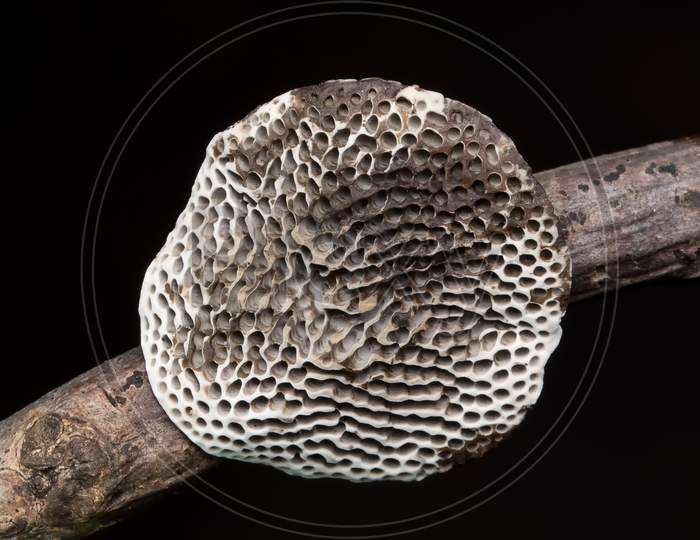Honeycomb Bracket Fungus, (Hexagonia Tenuis) Polyporaceae