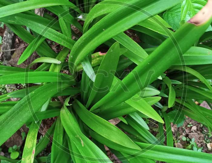 Closeup Nature View Of Green Leaf On Blurred Greenery Background