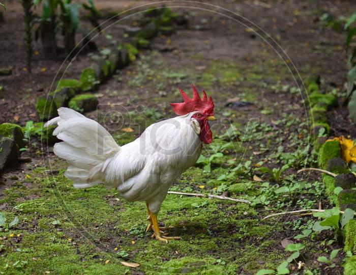 Picture Of Leghorn Is A Breed Of Chicken Originating In Tuscany, In Central Italy.