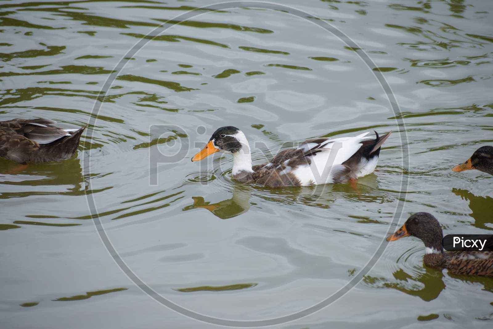 Picture Of Duck Is The Common Name For A Large Number Of Species In The Waterfowl Family Anatidae Which Also Includes Swans And Geese, Swimming In A Pond.
