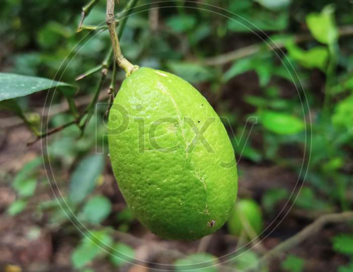Close-Up Of Green Lemon Growing On Tree