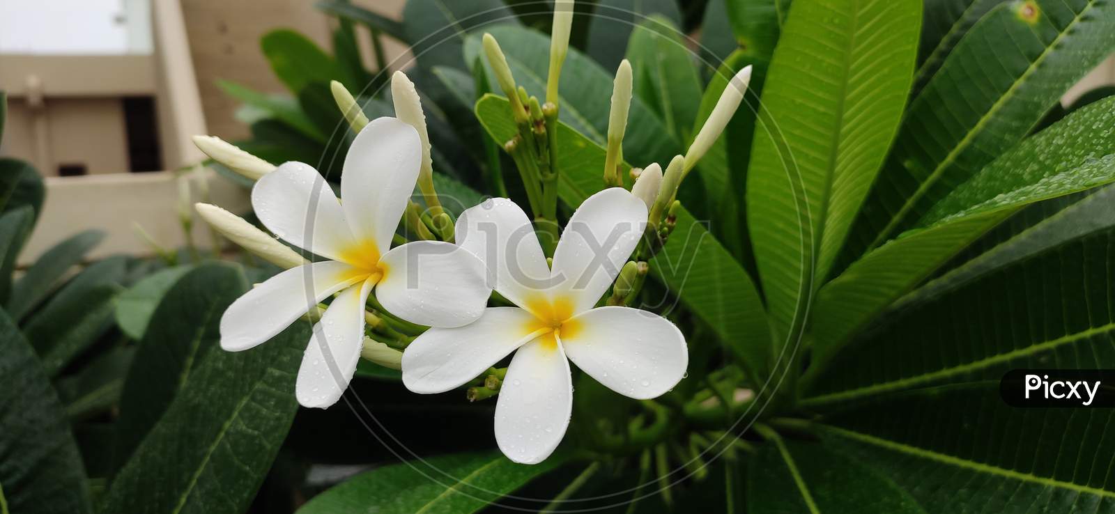 Plumeria alba flower