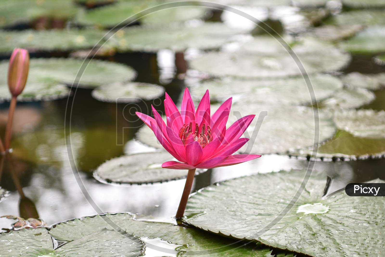 Closeup Picture Of Pink Lily Flower Blossom On Blue Water And Green Leaves Background, Beautiful Purple Waterlily In Bloom On Pond, One Lotus Flower Floating On Water Surface On Sunny Summer Day