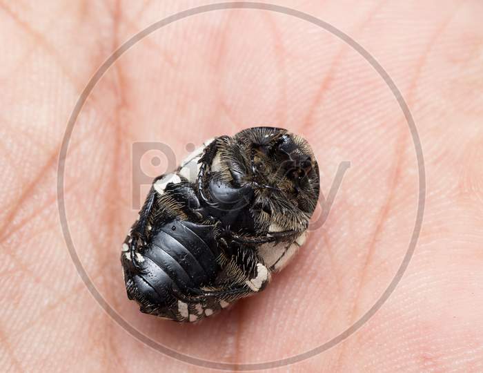 Ventral Side Of Fruit Chafer Beetle (Mausoleopsis Amabilis) On Hand
