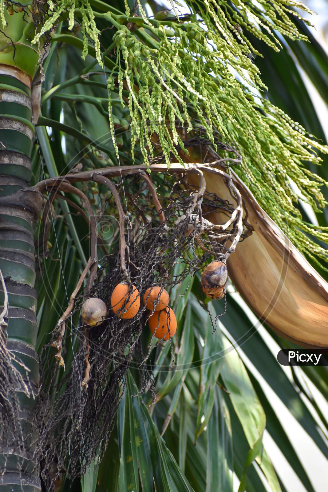 Areca Nut Or Betel Nut Flower And Fruit On The Tree. The Areca Nut Is The Seed Of The Areca Palm (Areca Catechu), Which Grows In Much Of The Tropical Pacific.