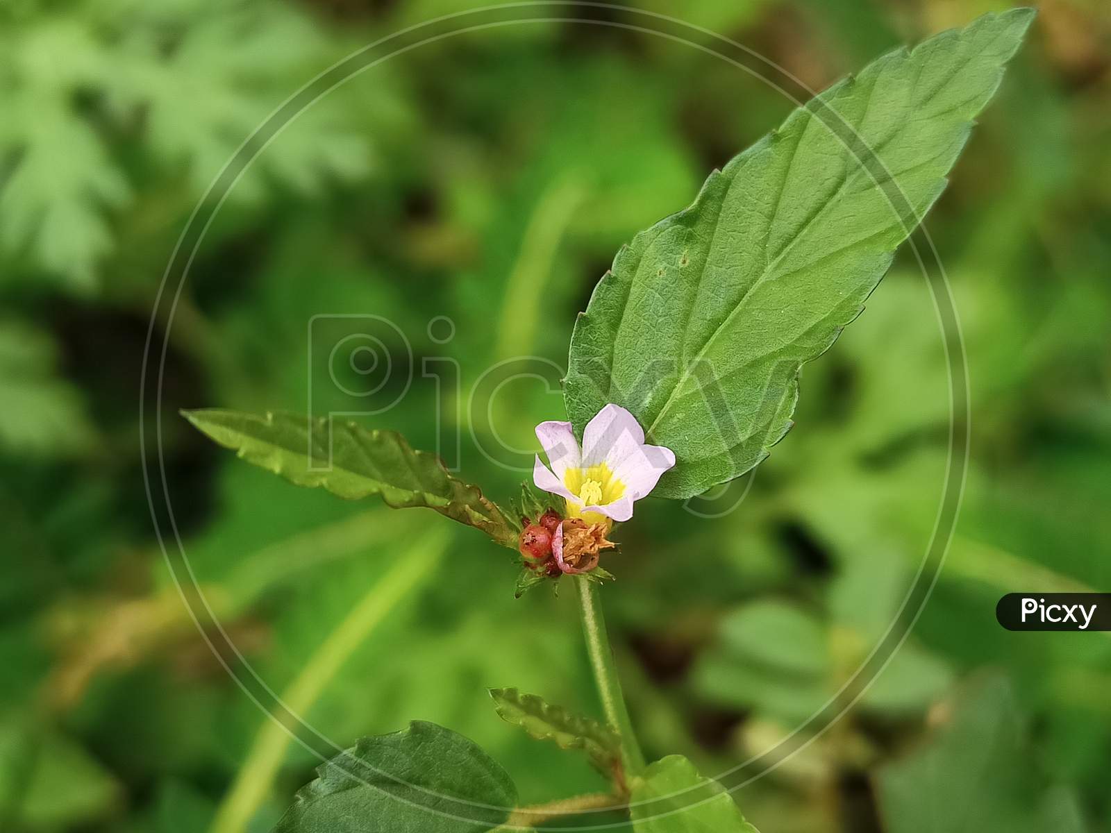 Pink Tiny Wild Flower In The Garden Macro Shot