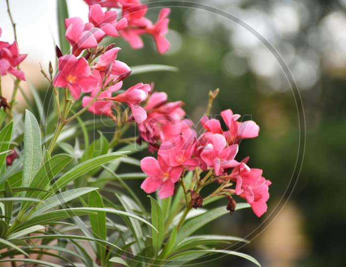 Close Up Shot Of Nerium Oleander Is One Of The Most Poisonous Plants To Humans Known. Selective Focus.