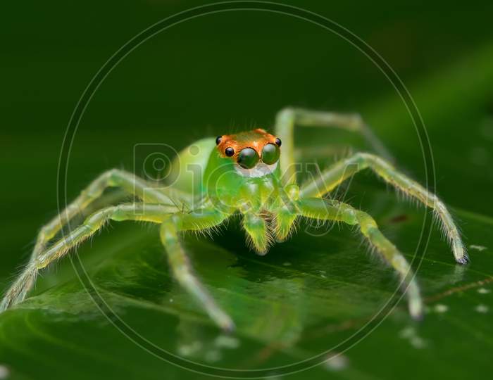 Portrait Of Green Jumping Spider (Epeus Flavobilineatus) Salticidae
