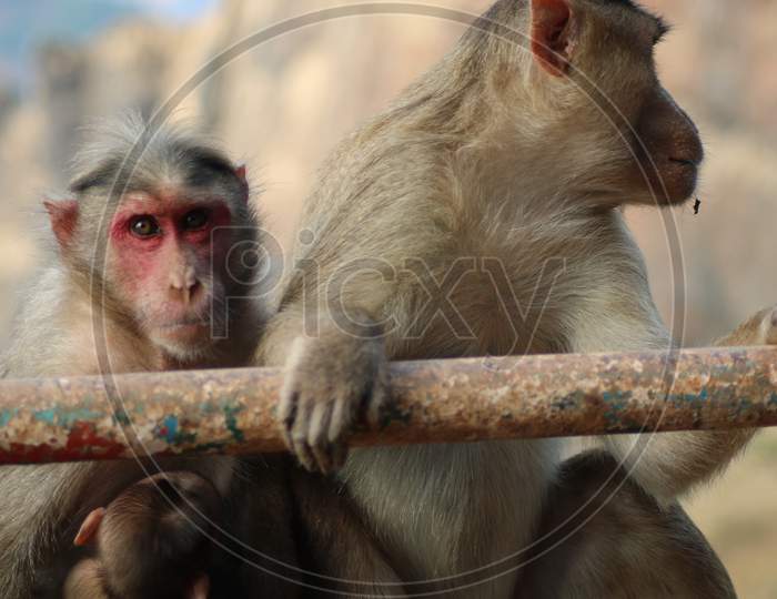 Monkeys are stealing food at Mahabaleshwar