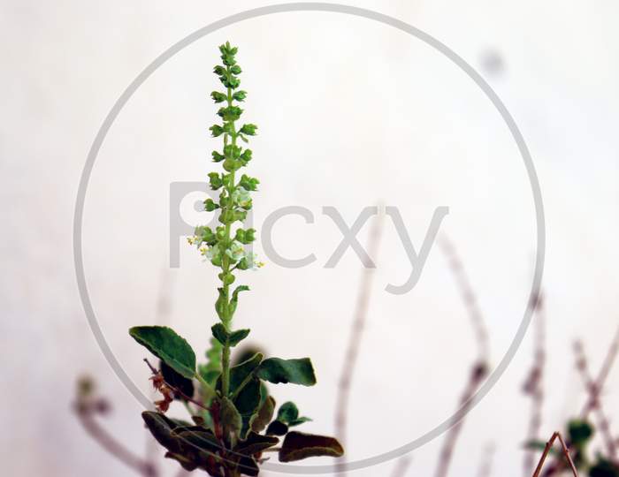 Seeds Of Tulsi Plant Growing