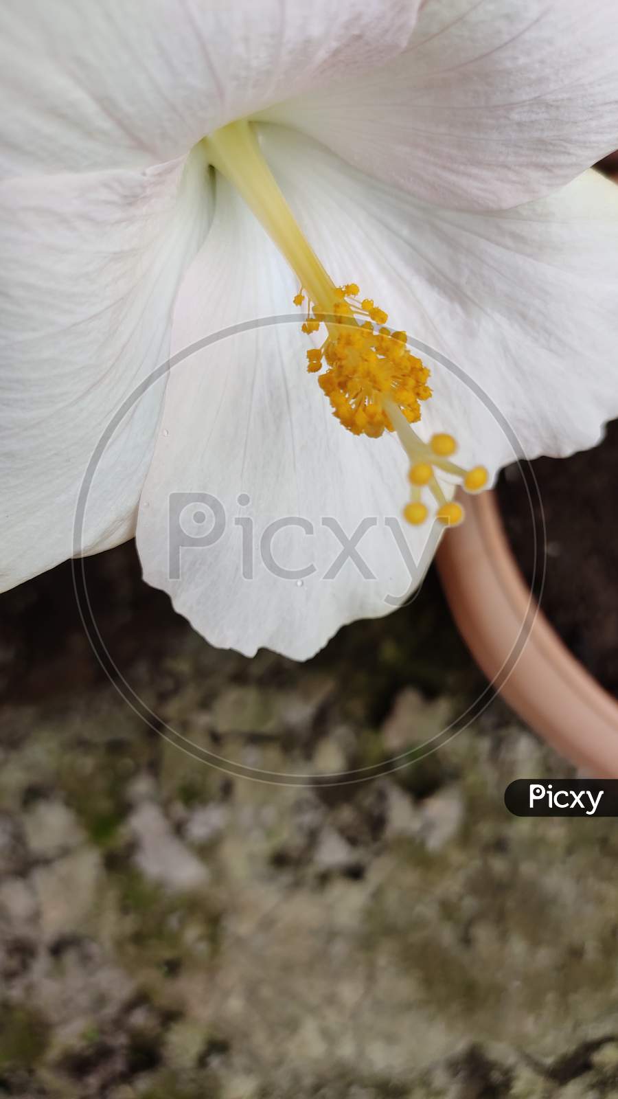Hibiscus Pollen Grains