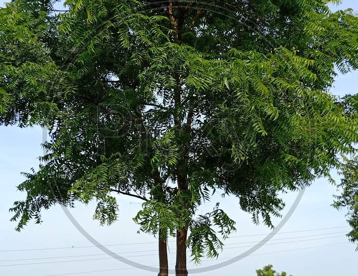 A medical Neem tree..
