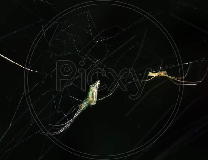 Male And Female Spider Of Decorated Orb Weaver Spider (Lecauge Decorata) Tetragnathadae