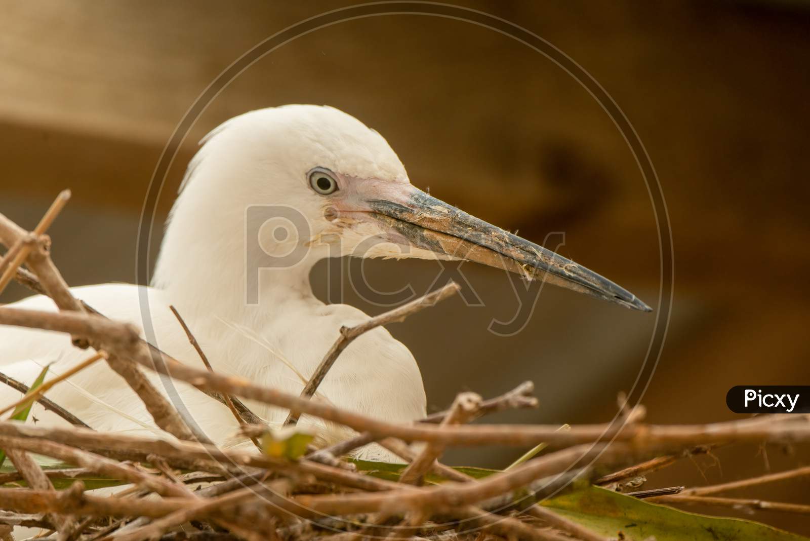Little Egret, Egretta Garzetta, head shot in nest