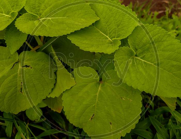 Green leaves of a plant