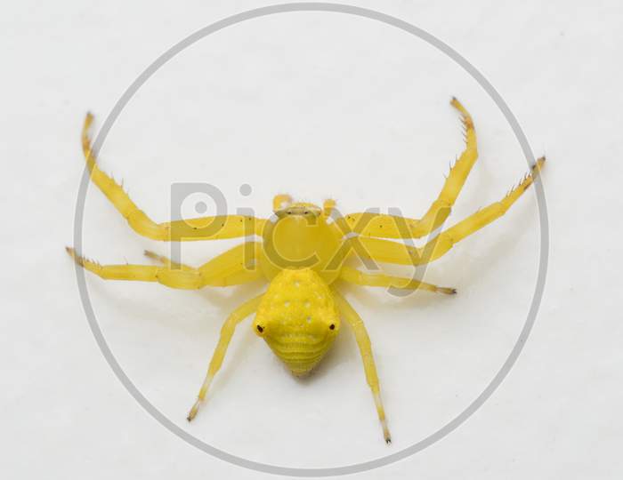 Yellow Flower Crab Spider (Thomisus Onustus)