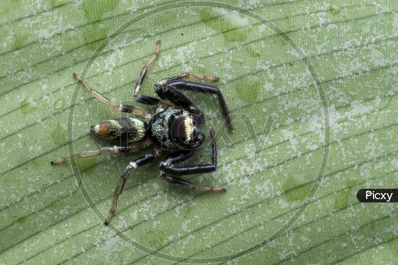 Dorsal Of Thiana Bahomensis Fighting Spider Resting On A Leaf