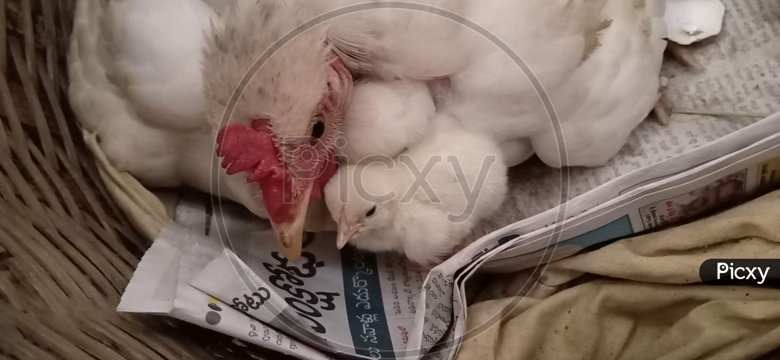just born baby chicken