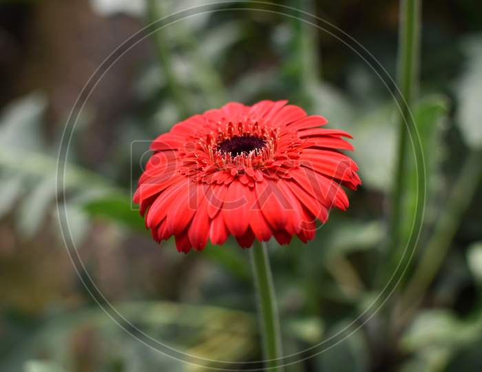 Close Up Shot Of Gerbera Daisies (Gerbera Jamesonii) Are Commonly Grown For Their Bright And Cheerful Daisy-Like Flowers.
