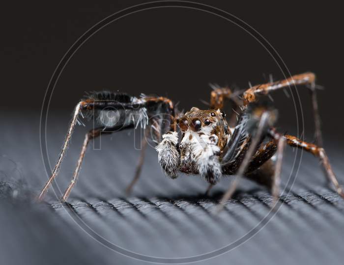 Jumping Spider (Portia Fimbriata) Looking Left
