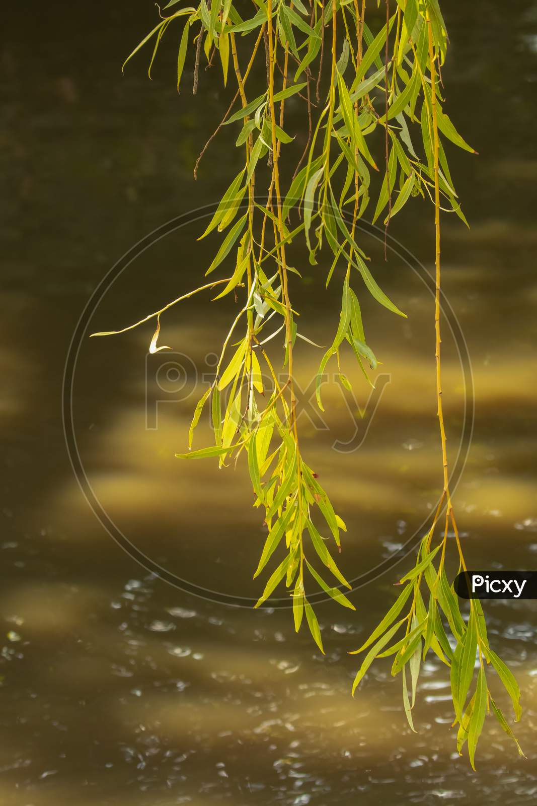 Willow strands hanging down above green water